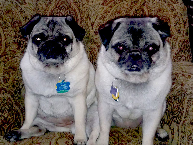 Dave's Pugs