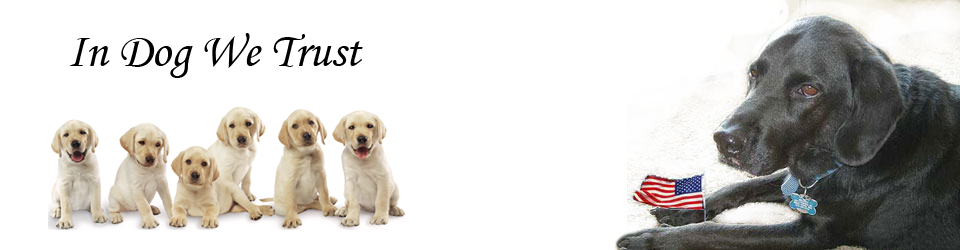 In Dog We Trust